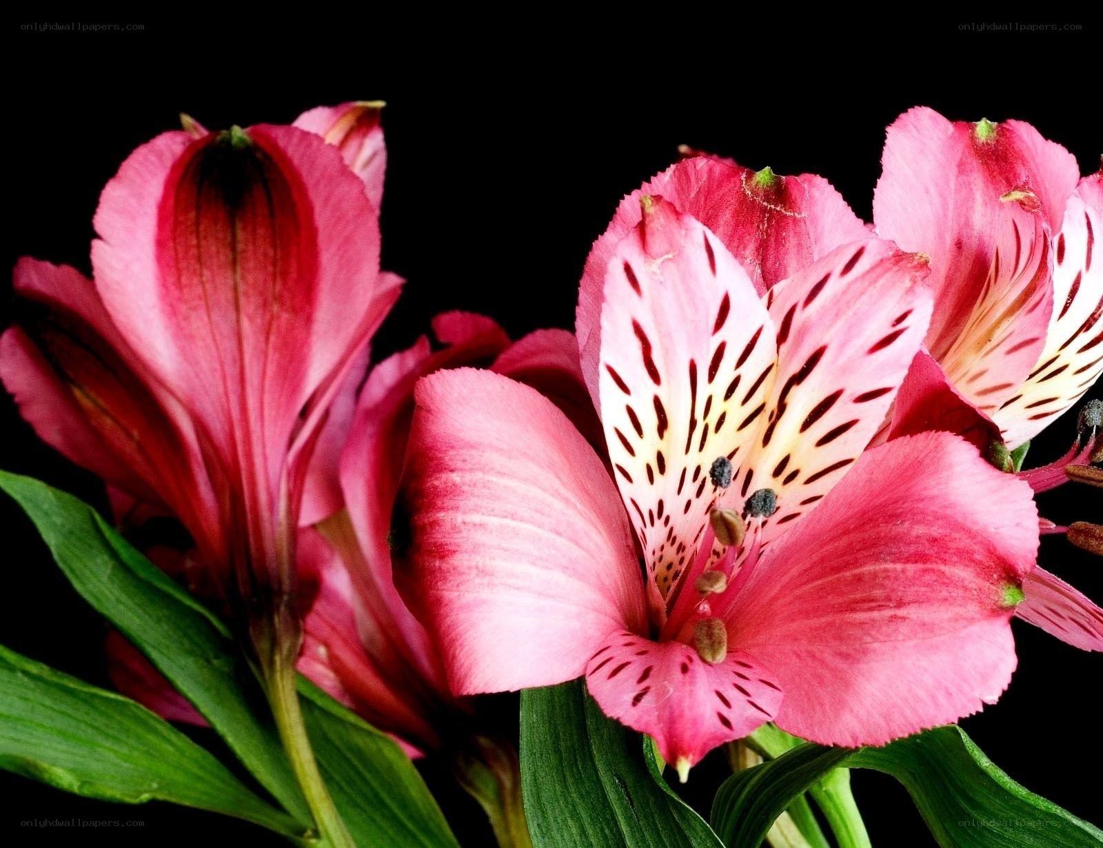 Pink alstroemeria flowers