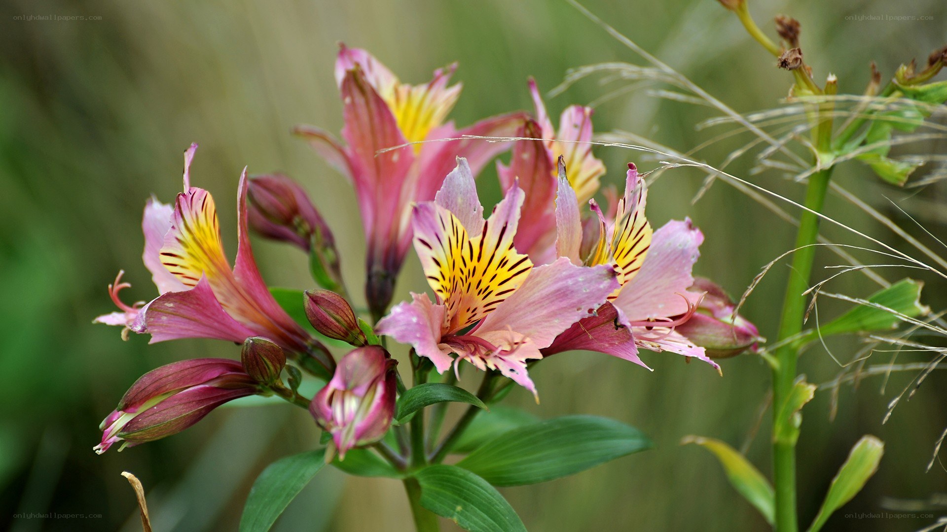 pink alstroemeria flowers
