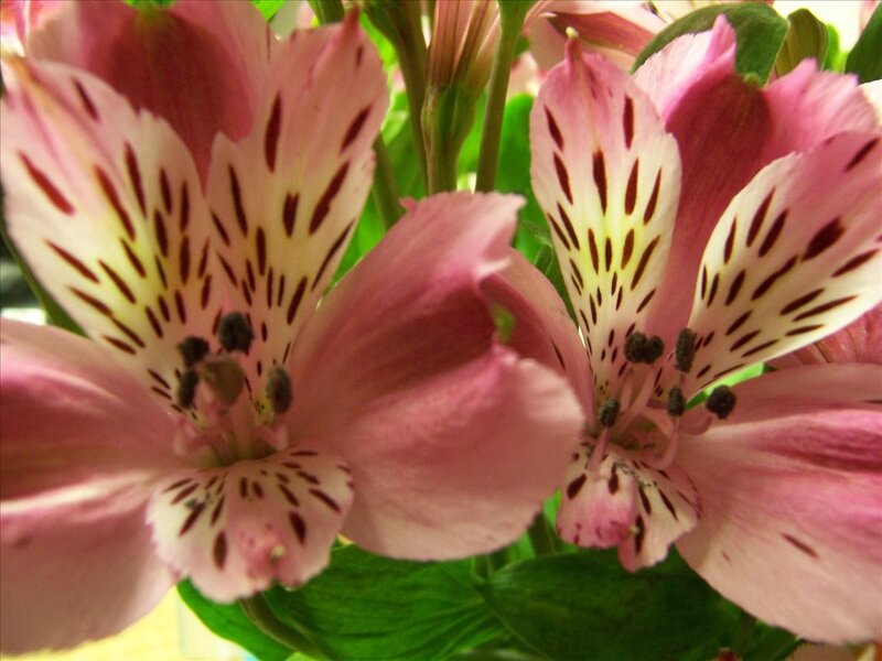 Pink alstroemeria flowers