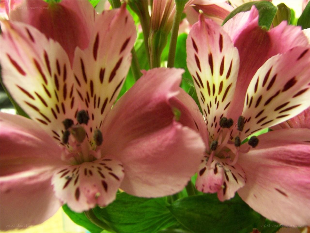 Pink alstroemeria flowers