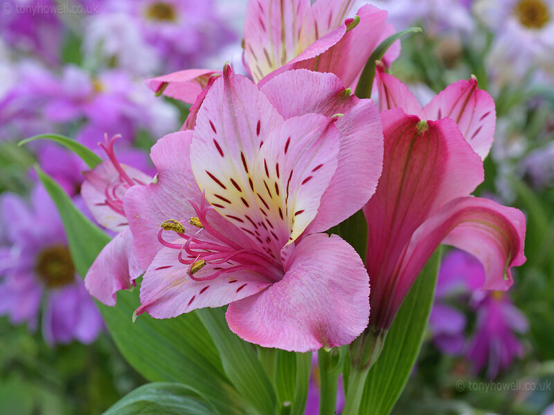 Pink alstroemeria flowers