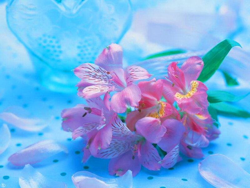 Pink Alstroemeria Flowers — Blue