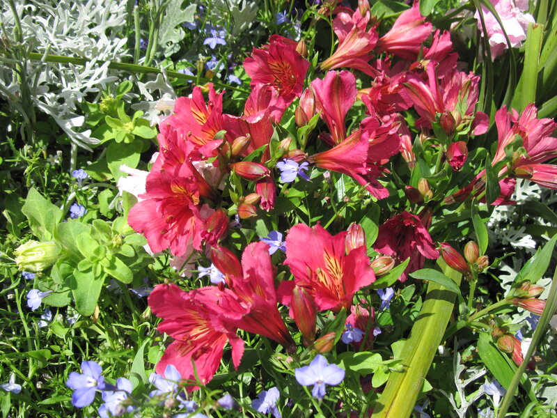 Pink Alstroemeria Flowers — Bright, Afternoon