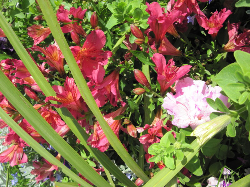 Pink Alstroemeria Flowers — Bright