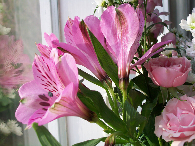 Pink Alstroemeria Flowers — Calm, Afternoon