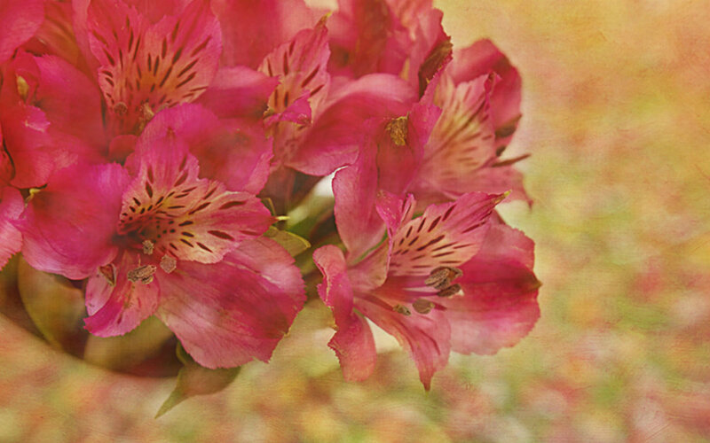 Pink Alstroemeria Flowers — Calm, Photograph, Bloom