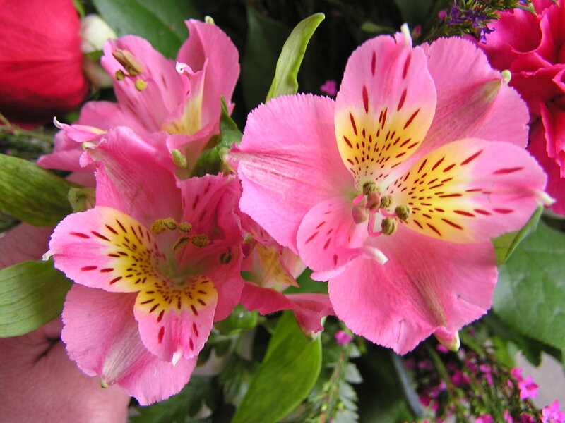 Pink Alstroemeria Flowers — Calm, Photograph, Green Leaves, Hand