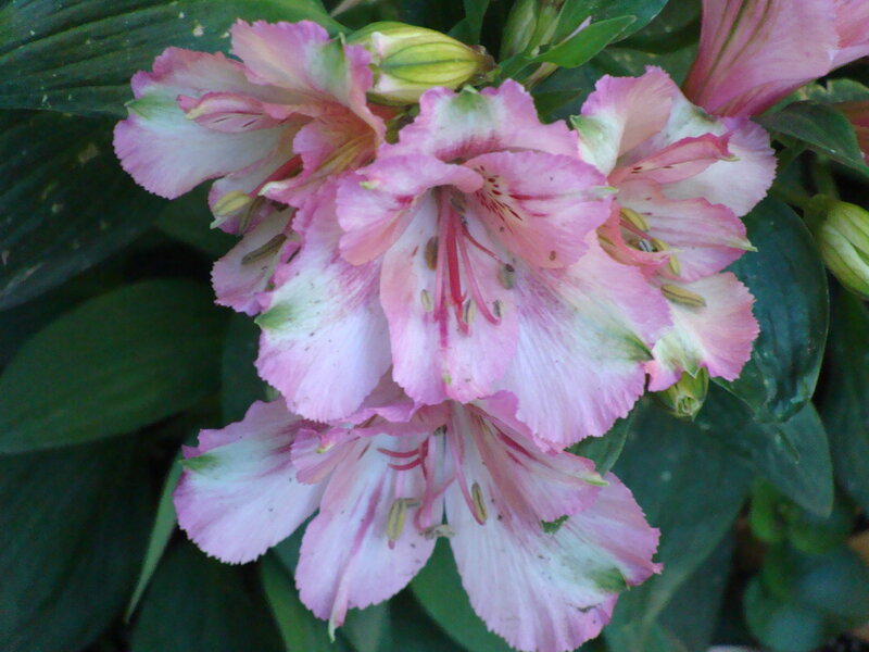 Pink Alstroemeria Flowers — Calm, Photograph, Leaves