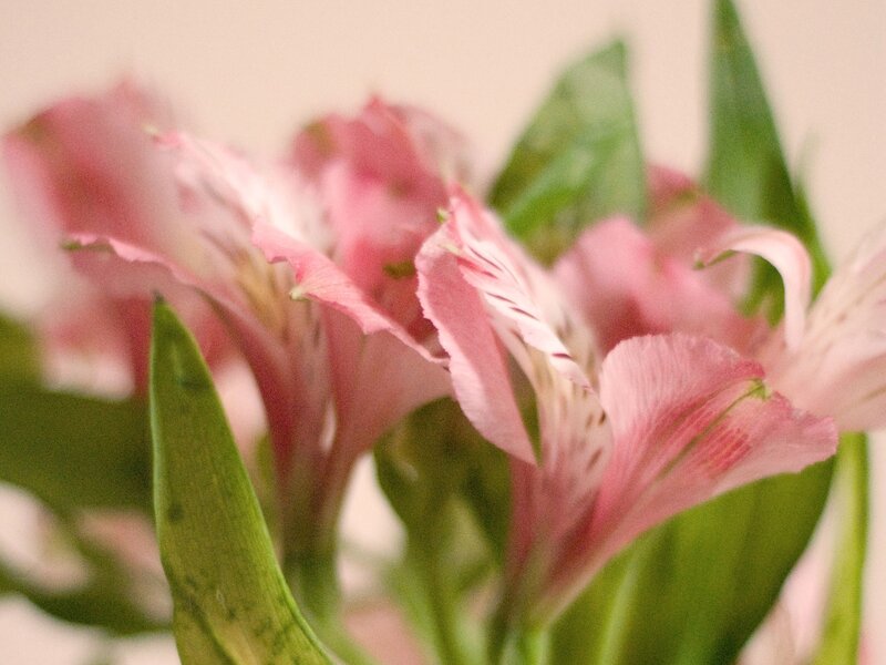 Pink Alstroemeria Flowers — Calm, Photograph