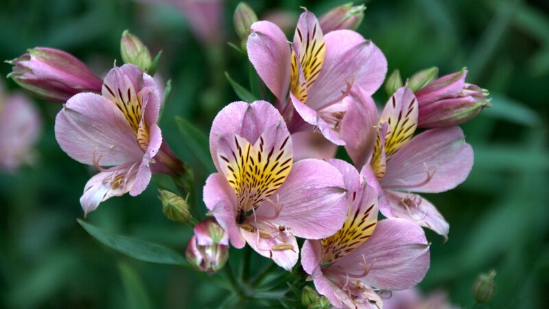 Pink Alstroemeria Flowers — Calm, Spring, Photograph, Buds