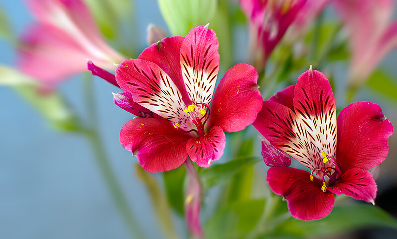 Pink Alstroemeria Flowers — Calm, Spring, Photograph