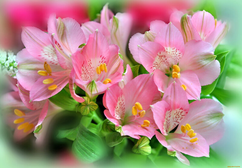Pink Alstroemeria Flowers — Calm, Spring