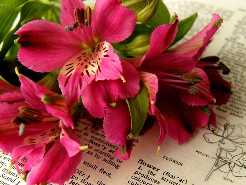 Pink Alstroemeria Flowers — Calm