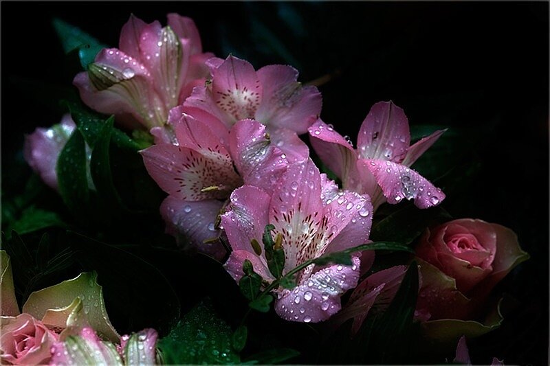 Pink Alstroemeria Flowers — Dramatic, Night
