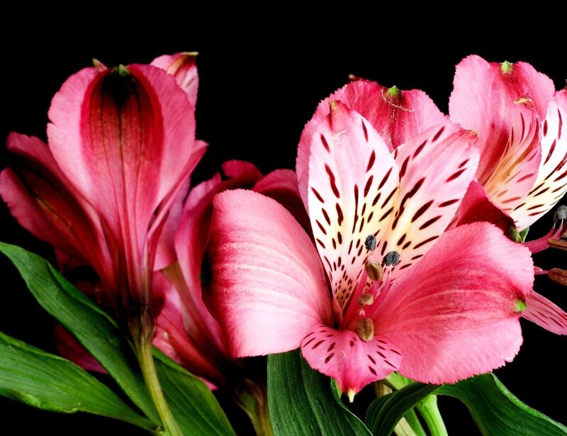 Pink Alstroemeria Flowers — Dramatic, Photograph, Green Leaves