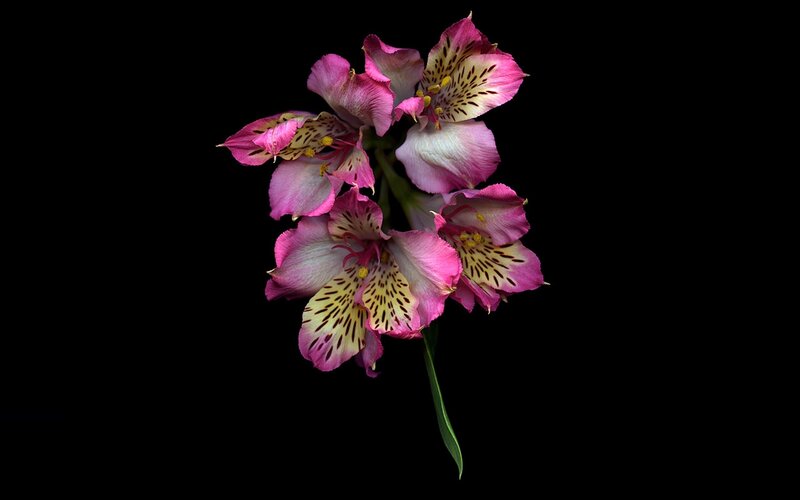 Pink Alstroemeria Flowers — Dramatic, Photograph, Stem