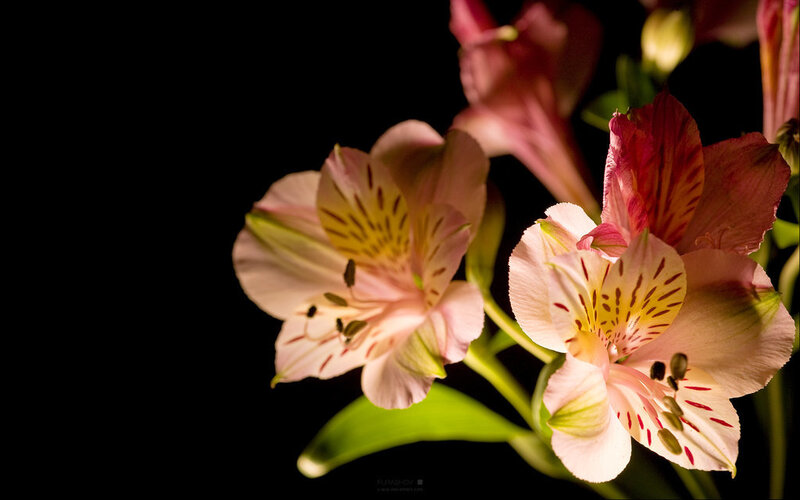 Pink Alstroemeria Flowers — Dramatic, Photograph