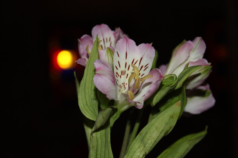 Pink Alstroemeria Flowers — Dramatic
