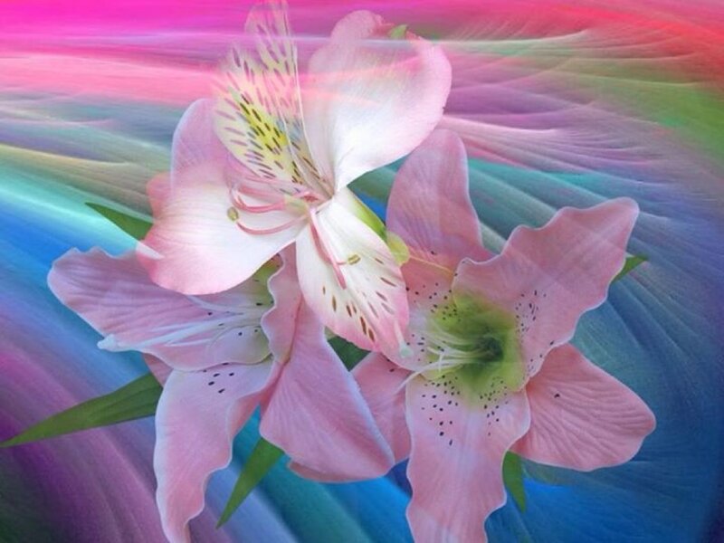 Pink Alstroemeria Flowers — Dreamy, Digital Art