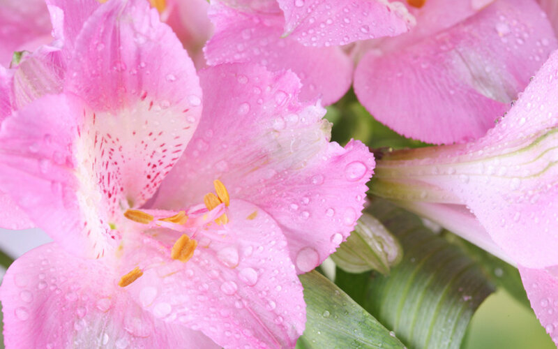 Pink Alstroemeria Flowers — Fresh, Morning