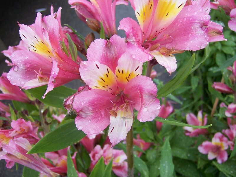 Pink Alstroemeria Flowers — Fresh