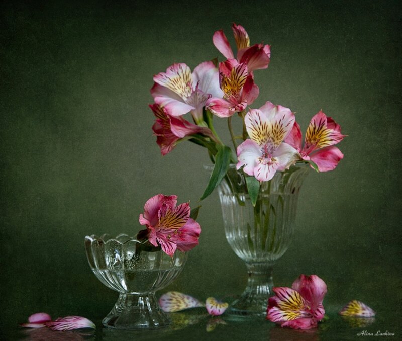 Pink Alstroemeria Flowers — Green