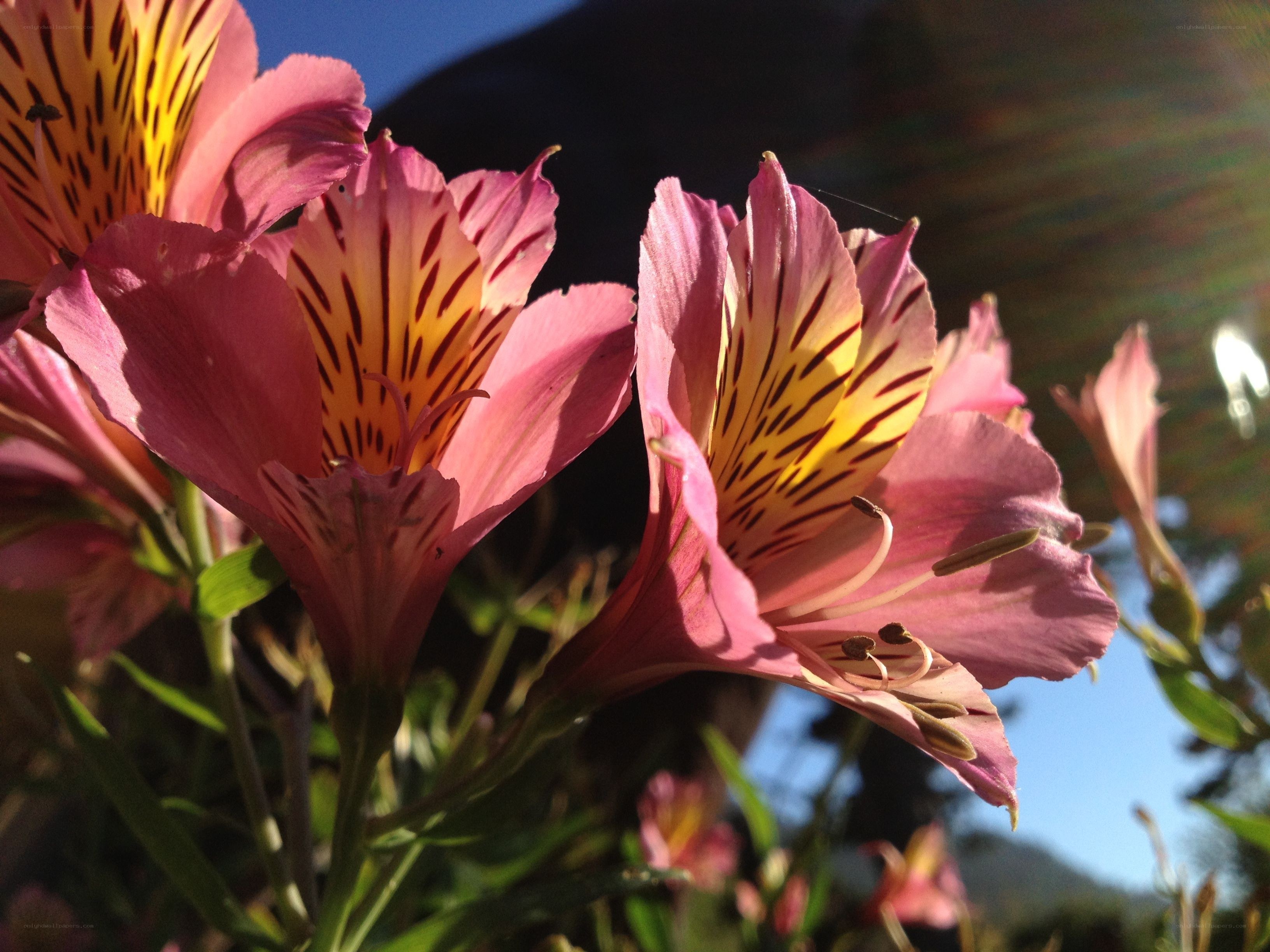 Pink alstroemeria flowers in sunlight