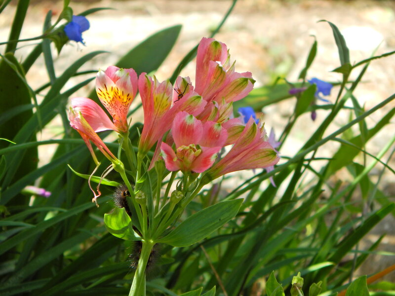 Pink Alstroemeria Flowers — Natural, Afternoon