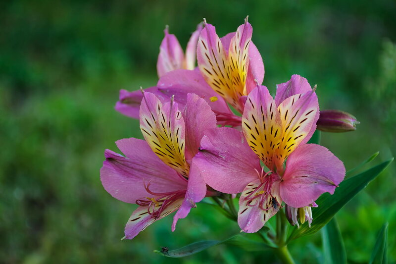 Pink Alstroemeria Flowers — Natural, Photograph, Green Leaves