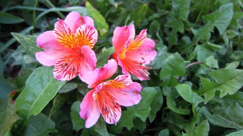 Pink Alstroemeria Flowers — Natural, Spring