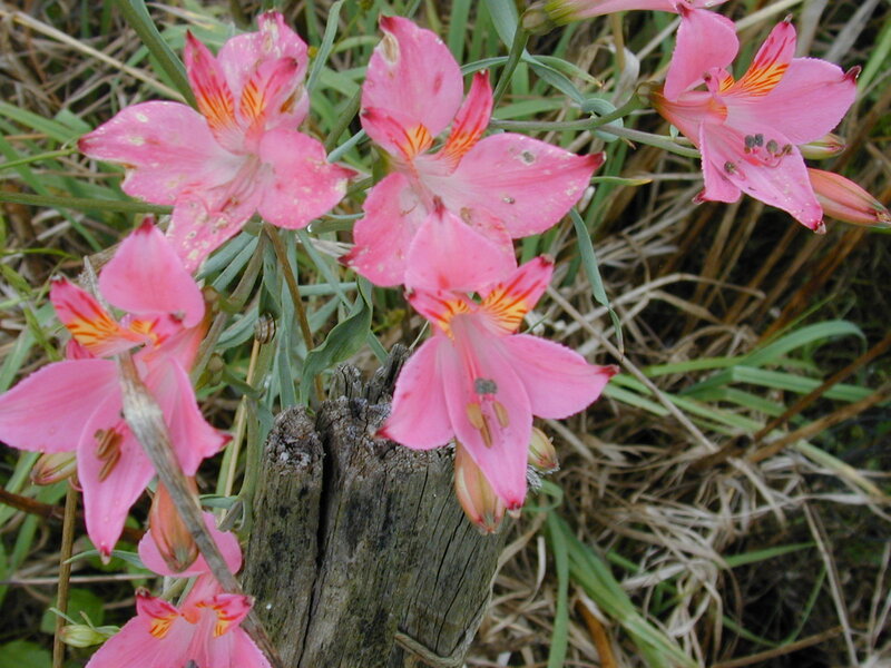 Pink Alstroemeria Flowers — Natural