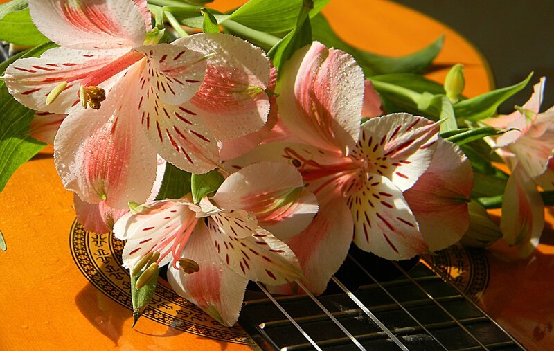 Pink Alstroemeria Flowers — Orange