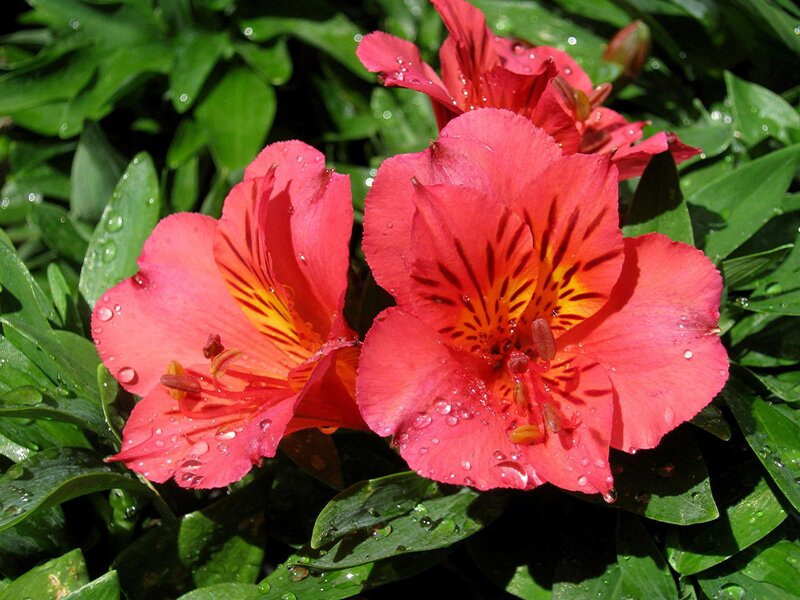 Pink Alstroemeria Flowers — Red