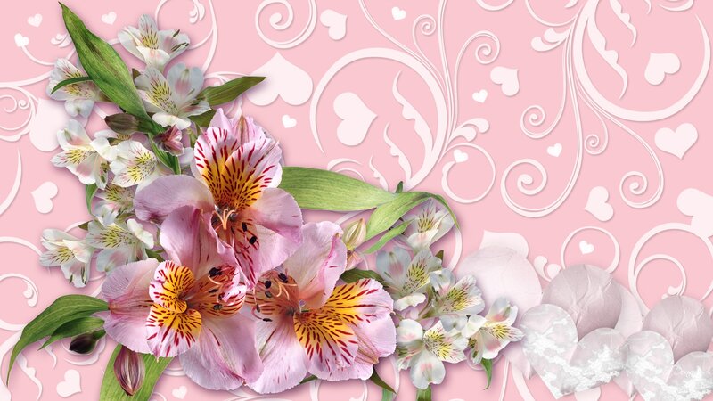 Pink Alstroemeria Flowers — Romantic
