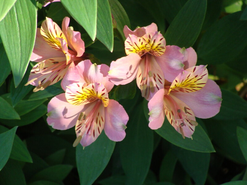 Pink Alstroemeria Flowers — Serene, Afternoon