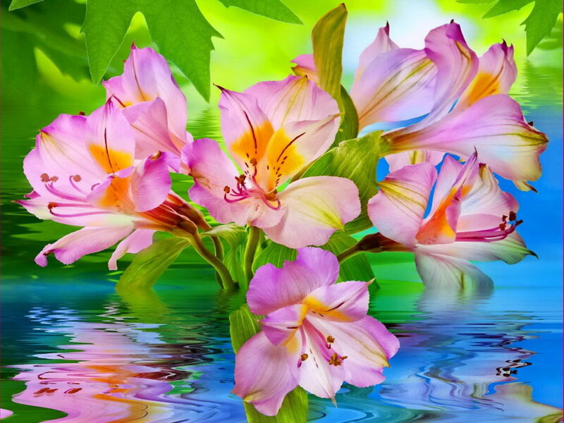 Pink Alstroemeria Flowers — Serene, Digital Art