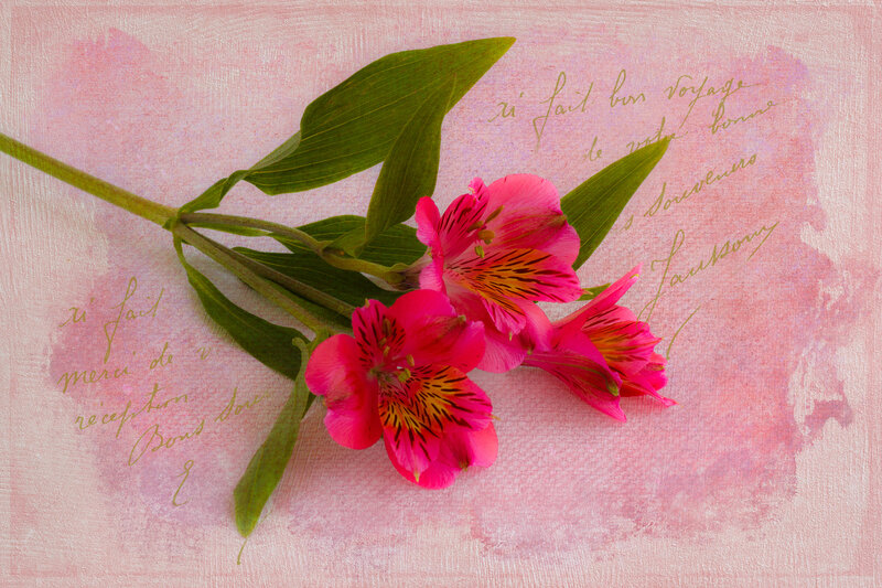 Pink Alstroemeria Flowers — Serene, Illustration
