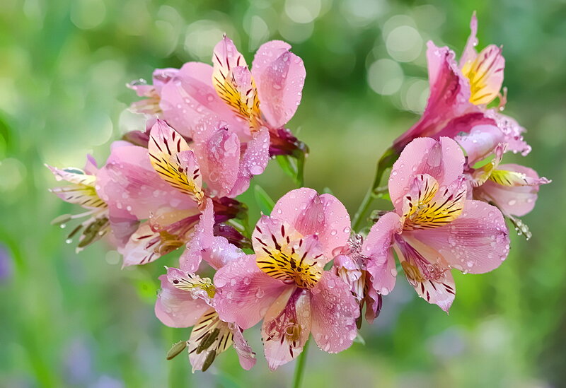 Pink Alstroemeria Flowers — Serene, Morning