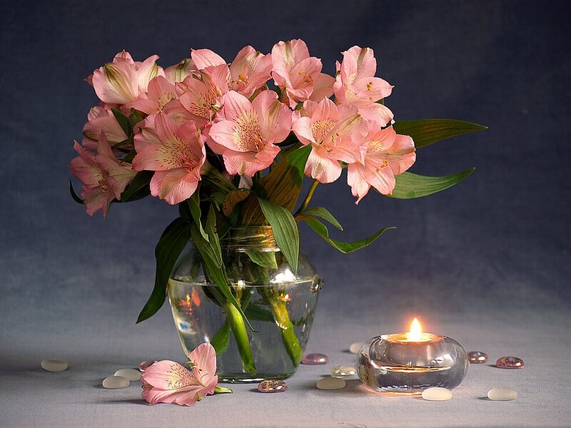 Pink Alstroemeria Flowers — Serene, Night