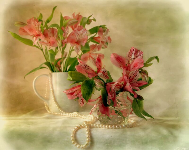 Pink Alstroemeria Flowers — Serene, Photograph