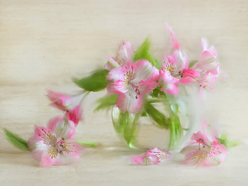 Pink Alstroemeria Flowers — Serene, Photograph, Vase