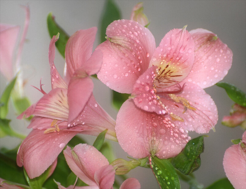 Pink Alstroemeria Flowers — Serene, Photograph, Water Droplets