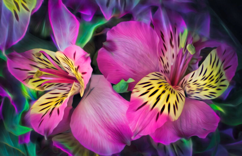Pink Alstroemeria Flowers — Vibrant, Digital Art
