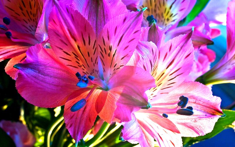 Pink Alstroemeria Flowers — Vibrant, Photograph