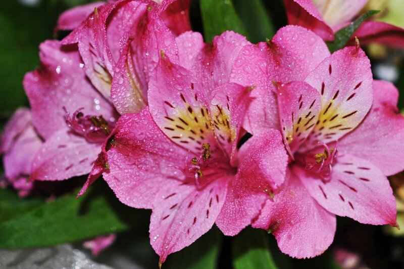 Pink Alstroemeria Flowers — Vibrant, Photograph, Water Droplets