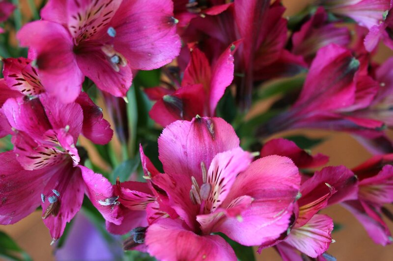 Pink Alstroemeria Flowers — Vibrant