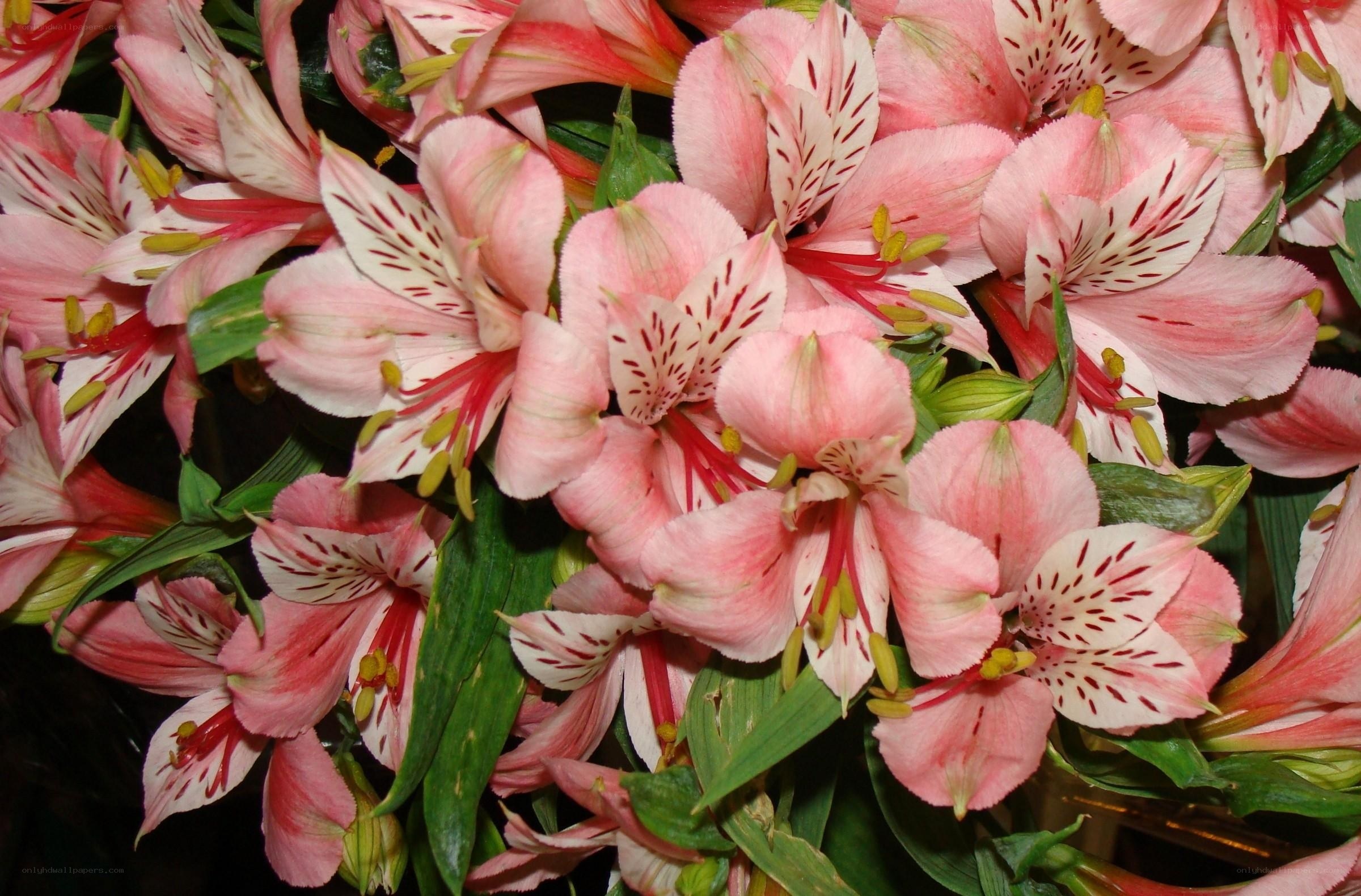 Pink alstroemeria flowers