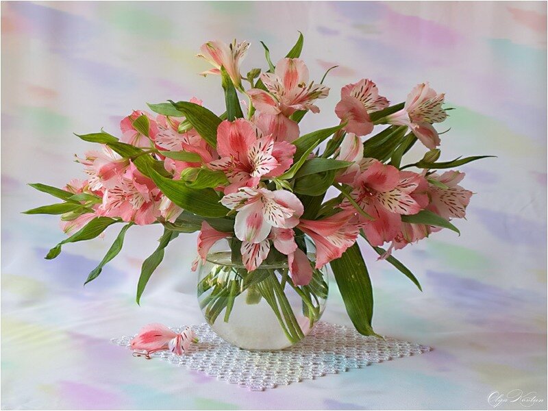 Pink alstroemeria in a vase