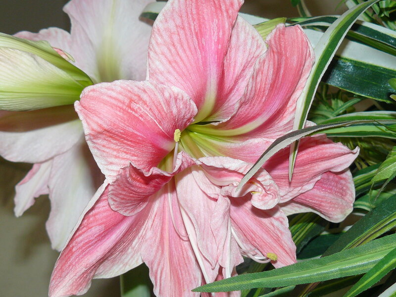 Pink Amaryllis Flower — Calm, Photograph