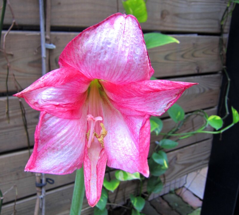 Pink Amaryllis Flower — Calm